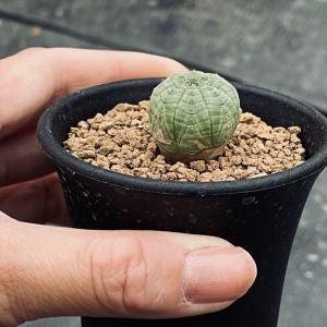 多肉植物:ユーフォルビア シンメトリカ*SS ...の詳細画像2