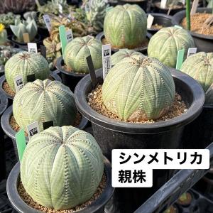 多肉植物:ユーフォルビア シンメトリカ*SS ...の詳細画像4