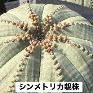 多肉植物:ユーフォルビア シンメトリカ*SS ...の詳細画像5