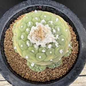 現品限り】サルコカウロン・ペニクリナム u27 202109 モンソニア