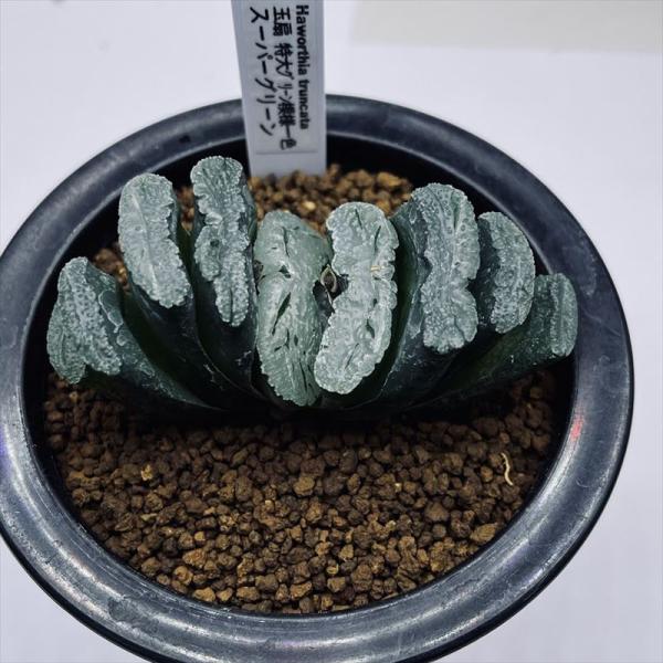 多肉植物：ハオルチア　玉扇　特大グリーン模様一色　スーパーグリーン*幅8.5ｃｍ　現品！一品限り