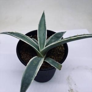 盆栽小鉢：伊藤屯洋(とんよう) 楕円鉢 13.2cm *現品もの 資材 : 遊恵