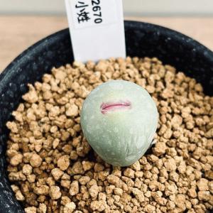 多肉植物：コノフィツム アンゲリカエ テトラゴナム*全幅2cm 現品