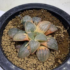 多肉植物：ハオルチア 鮮明黄色斑 万象錦*幅7.5cm 現品 一品限り