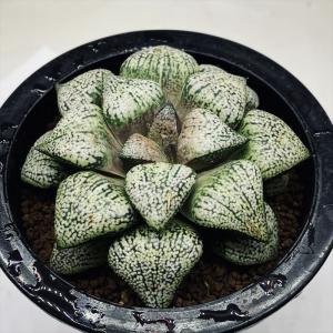 多肉植物：ハオルチア コンプト錦*幅9.5cm 現品！一品限り : 遊恵