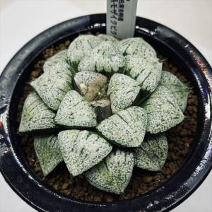 コーデックス：アデニア アクレアータ ソマリア産*塊根幅2.2cm 現品