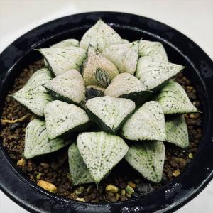 多肉植物：ハオルチア マトリクス*S 幅7cm : 遊恵盆栽 Yahoo!店