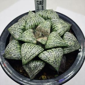 多肉植物：ハオルチア 特大グリーンオブツーサ マックス錦*幅6cm