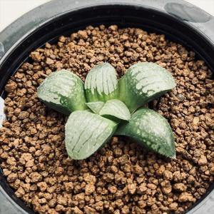 多肉植物：ムイリア ホルテンセ 宝輝玉*幅1.5cm : 遊恵盆栽 Yahoo!店