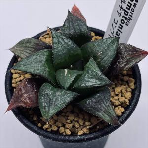 オルベア・デュメリ 多肉植物：ガガイモ オルベア デュメリ*幅3cm : 遊恵盆栽 Yahoo!店