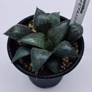 サボテン：ギムノカリキウム 黒豹玉 実生*幅4.5cm 現品！一品限り