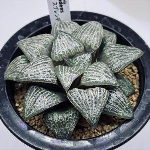 コーデックス：ケラリア ピグマエア 大株*葉幅11cm 現品！一品限り