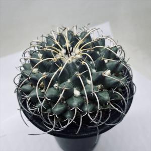 サボテン：ストロンボカクタス 菊水 実生*幅5cm 現品！一品限り : 遊恵