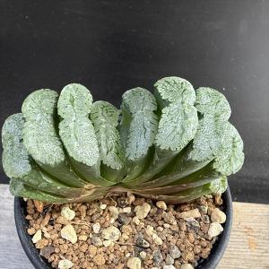 多肉植物：ハオルチア 白ミュータント（NS1/1）*幅7cm 現品！一品