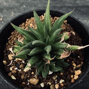 多肉植物：ハオルチア 金城錦*幅9cm 現品！一品限り : 遊恵盆栽 Yahoo
