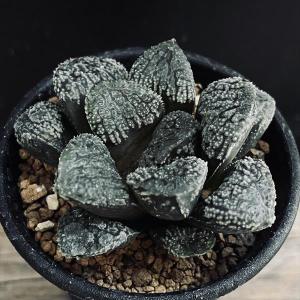 多肉植物：ガガイモ フェルニア ヒスロピー*幅2cm : 遊恵盆栽 Yahoo!店