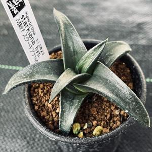 多肉植物：ハオルチア マトリクス*S 幅7cm : 遊恵盆栽 Yahoo!店