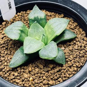 ☆☆水晶コンプト錦＊ハオルチア＊錦☆☆ 令和6年 ハオルチア コンプト錦♀X水晶コンプト101 ♂種子 30粒