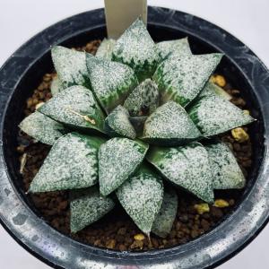 ☆特価☆多肉植物：ユーフォルビア オベサ 抜き苗 3個セット*幅2.2cm