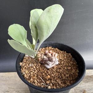 コーデックス：オトンナ ユーフォルビオイデス 実生*L 葉幅9cm 現品