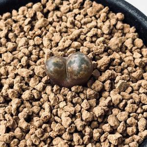 コノフィツム・スワネポエリアヌム・ルブロリネアツム(swanepoelianum