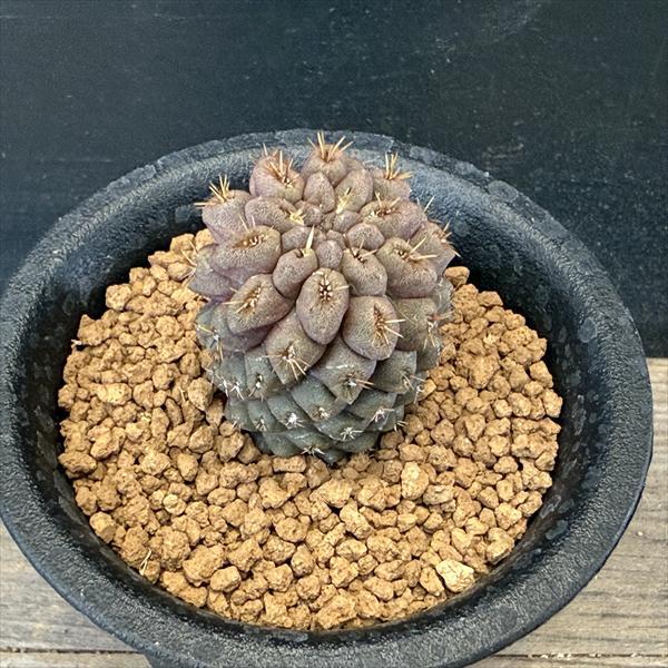 サボテン：ヒルホカクタス ディモルフュス　実生*幅3cm