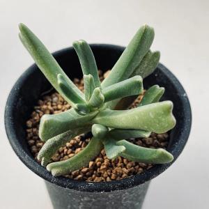 多肉植物：ケファロフィルム アルストニー*幅8cm : 遊恵盆栽 Yahoo!店