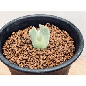 多肉植物）コノフィツム ミヌスクルム 2〜2．5号（1鉢