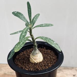 コーデックス：パキポディウム サキュレンタム*M　塊根幅2.5ｃｍ　☆赤松実生｜y-bonsai