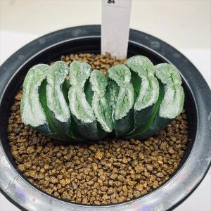 多肉植物：ハオルチア 鮮明黄色斑 コレクタ錦*幅6.5cm 現品 一品限り