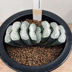 多肉植物：ハオルチア コレクタ錦*幅8cm 現品！一品限り : 遊恵盆栽