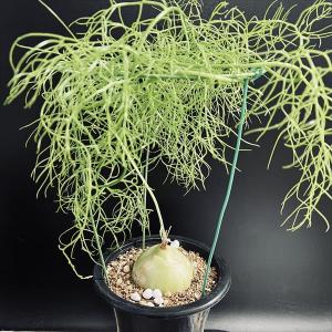 コーデックス：ミラビリス ジャラパ*塊根幅8cm 現品！一品限り