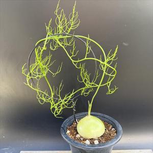 塊根植物：アデニア ペチュエリー*葉幅24cm 現品！一品限り : 遊恵盆栽
