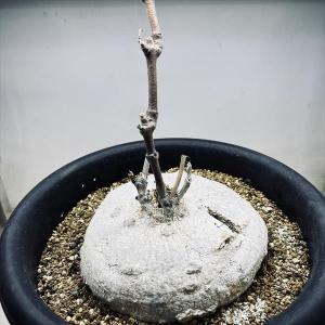 コーデックス：ピレナカンサ　マルビフォリア*塊根幅15ｃｍ　現品！一品限り｜y-bonsai