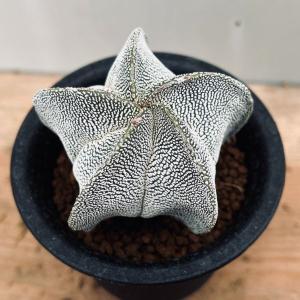 コーデックス：パキポディウム グラキリス×恵比寿笑い 実生*S 塊根幅