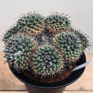 サボテン：エキノカクタス 金鯱錦*幅12cm 現品！一品限り : 遊恵