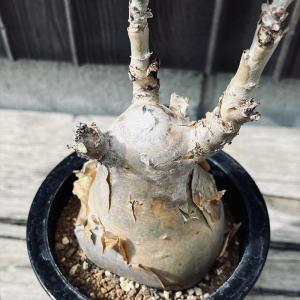 コーデックス:キフォステンマ セイチアナ*枝幅...の詳細画像3