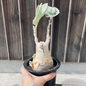 コーデックス:キフォステンマ セイチアナ*枝幅...の詳細画像4