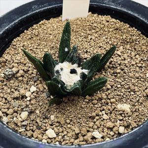 サボテン：ゲオヒントニア メキシカーナ 実生*幅4cm 現品！一品限り