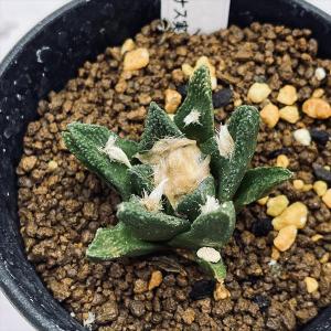 サボテン　エキノカクタ　金鯱錦　実根苗 s13877-1.jpg