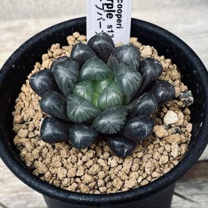 多肉植物：ハオルチア オブツーサ　ディープパープル*幅4.5ｃｍ｜遊恵盆栽　Yahoo!店