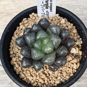 多肉植物:ハオルチア オブツーサ ディープパー...の詳細画像1