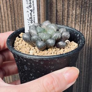 多肉植物:ハオルチア オブツーサ ディープパー...の詳細画像2