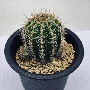 ペレスデラロサエ アンダーソニアナ 実生 鉢植えメルカリ便送料込み ペレスデラロサエ アンダーソニアナ 実生 鉢植えメルカリ便送料
