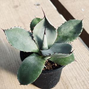 多肉植物：アガベ 氷山*幅7cm 現品！一品限り : 遊恵盆栽