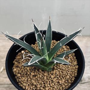 多肉植物：アガベ 氷山*幅7cm 現品！一品限り : 遊恵盆栽
