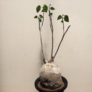 コーデックス：ピレナカンサ　マルビフォリア*塊根幅12ｃｍ　現品！一品限り｜y-bonsai