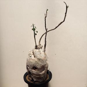 ユ*カ様 メキシコ亀甲竜（9Aラベル） 塊根植物 珍奇植物