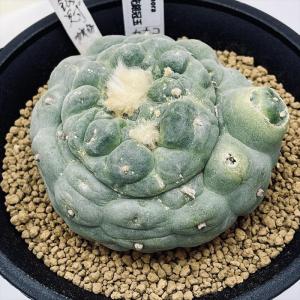 サボテン：ロフォフォラ ディフューサ 翠冠玉 富岡タイプ*幅