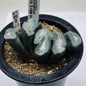 【期間限定出品】ハオルチア ピリフェラ RIB0136　多肉植物 期間限定出品】ハオルチア ピリフェラ RIB0136 多肉植物